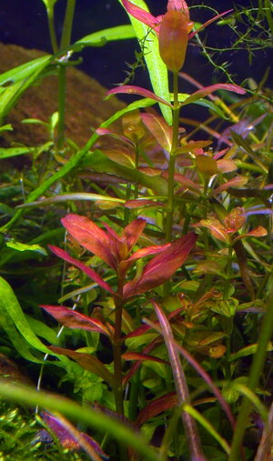 rotala-araguaia.jpg