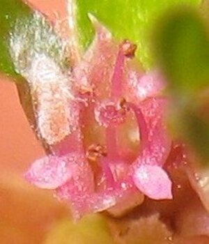 Kopie von 2009_10190084.JPG