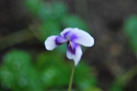Viola hederacea.JPG