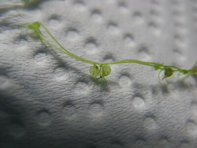 Utricularia gibba LinnaeusI.jpg