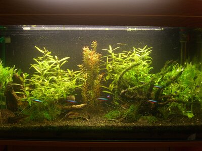 Aquarium mit Unbekannter Pflanze xD 001.jpg