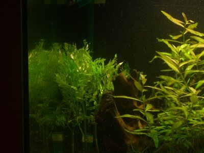 Aquarium mit Unbekannter Pflanze xD 002.jpg