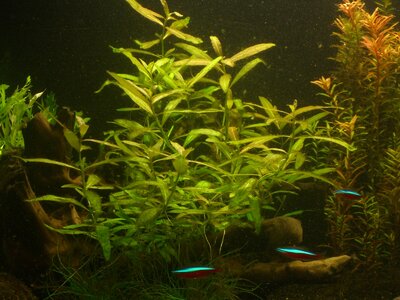 Aquarium mit Unbekannter Pflanze xD 003.jpg