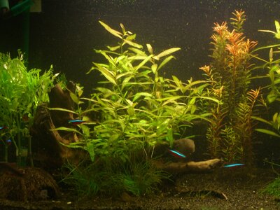 Aquarium mit Unbekannter Pflanze xD 004.jpg