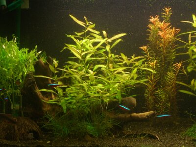 Aquarium mit Unbekannter Pflanze xD 004.jpg