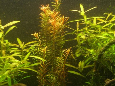 Aquarium mit Unbekannter Pflanze xD 005.jpg