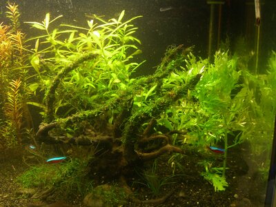 Aquarium mit Unbekannter Pflanze xD 006.jpg