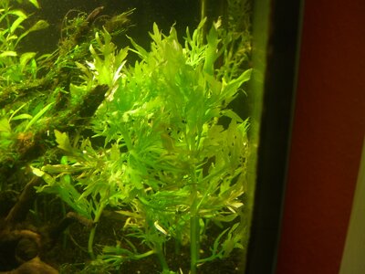 Aquarium mit Unbekannter Pflanze xD 007.jpg