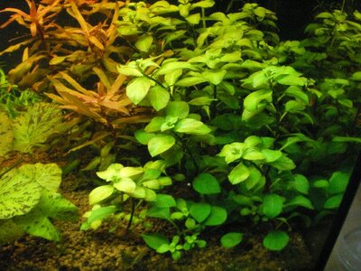 Staurogyne Repens.JPG