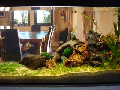 DSC04982 (Medium).JPG