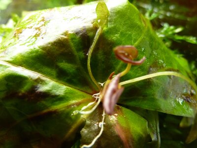 Adventivpflanze Nymphaea micrantha.JPG