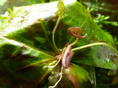 Adventivpflanze Nymphaea micrantha.JPG