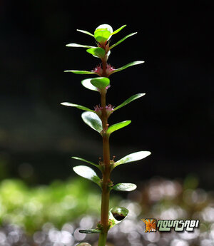 rotala_indica_01.jpg
