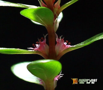 rotala_indica_02.jpg