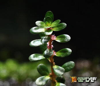 rotala_indica_03.jpg