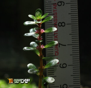 rotala_indica_04.jpg