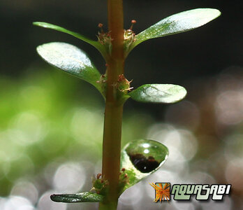 rotala_indica_05.jpg