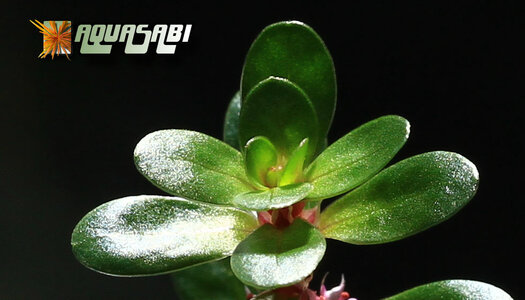 rotala_indica_06.jpg