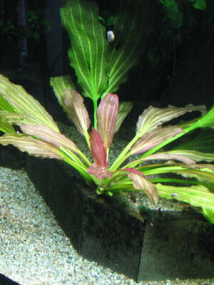 P1.JPG