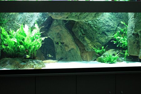 IMG_5987 Fische.JPG