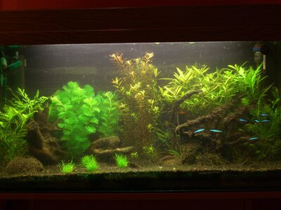 Aquarium... 001.jpg