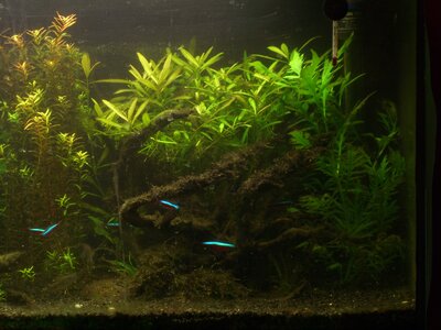 Aquarium... 004.jpg