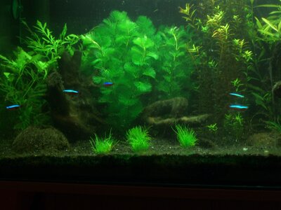 Aquarium... 005.jpg