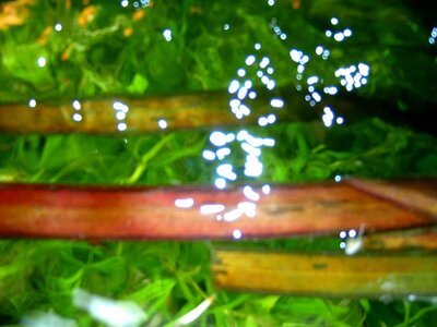 Vallisneria Gigantea.jpg