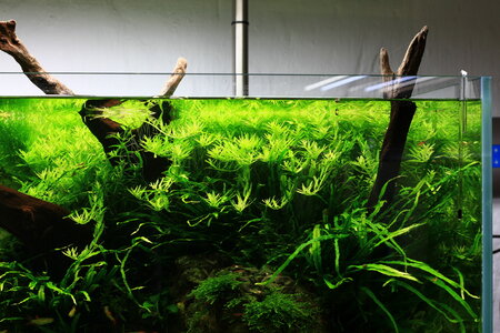 rotala_sp_green_01.JPG