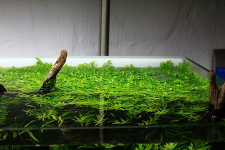 rotala_sp_green_02.JPG