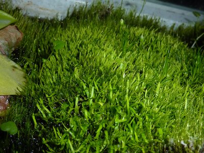 utricularia graminifolia emers.JPG