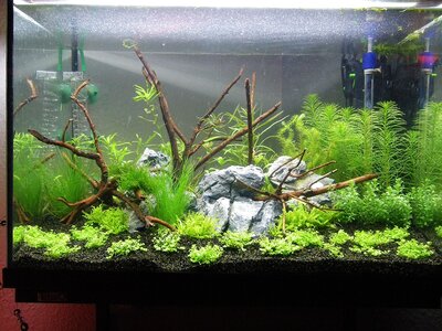 flowgrow.jpg