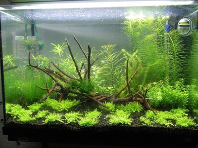 flowgrow1.jpg