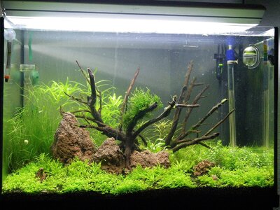 flowgrow3.jpg