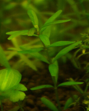 rotala.jpg
