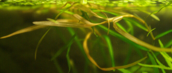 potamogeton.jpg