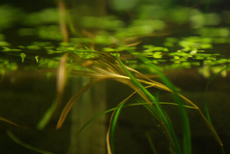 potamogeton2.jpg