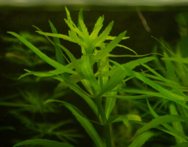 limnophila.jpg