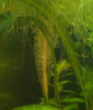 aponogeton.jpg