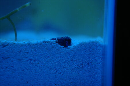 _IGP2708.JPG