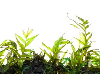 Fissidens fontánus.png Fissidens fontánus.png