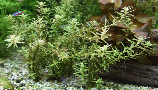 rotala1.JPG