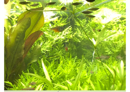 Hygrophila difformis.jpg Hygrophila difformis.jpg