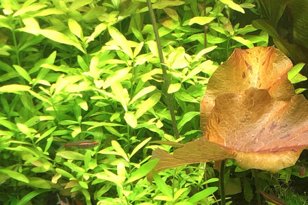 Hygrophila polisperma.jpg Hygrophila polisperma.jpg