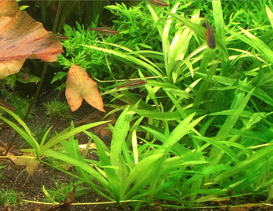 Helanthium tenellum.jpg Helanthium tenellum.jpg