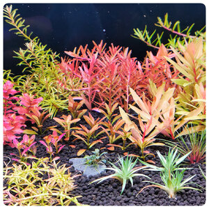 Rotalas,Pedicellata Golden,Buce Black Star Forum.jpeg Rotalas,Pedicellata Golden,Buce Black Star Forum.jpeg