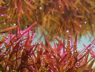 rotala-h'ra.01.jpg