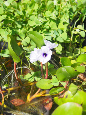 2020.08.15.eichhornia.3.jpg