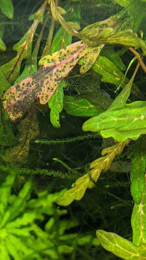 Pinnatifia