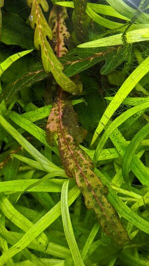 Pinnatifia